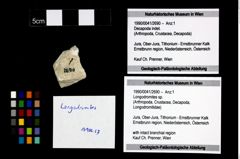Foto (Objekt + Etikett) von Longodromites sp.  (NHMW-GEO-1990-0041-2690)